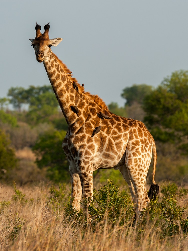A giraffe standing in the South African bush