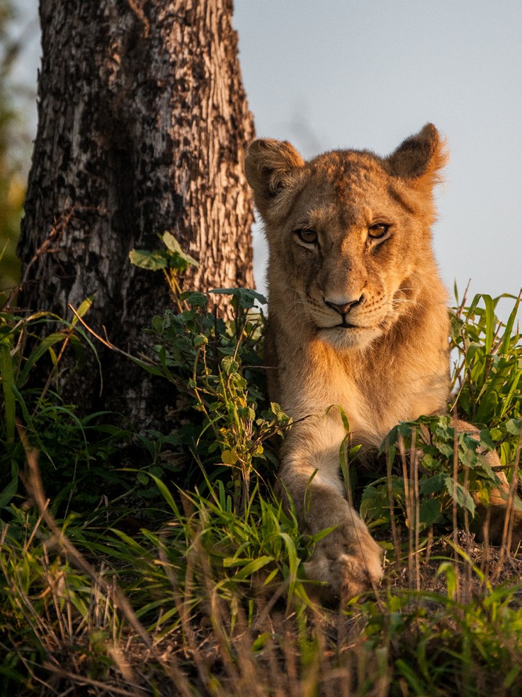 A lioness lit by golden hour light beside a tree on safari