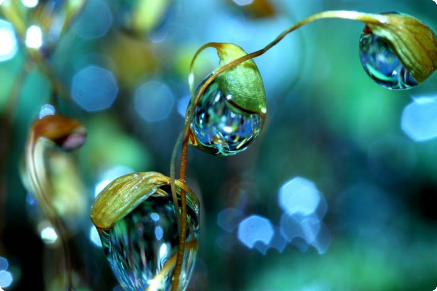 Macro photograph of water droplets suspended on plant stems