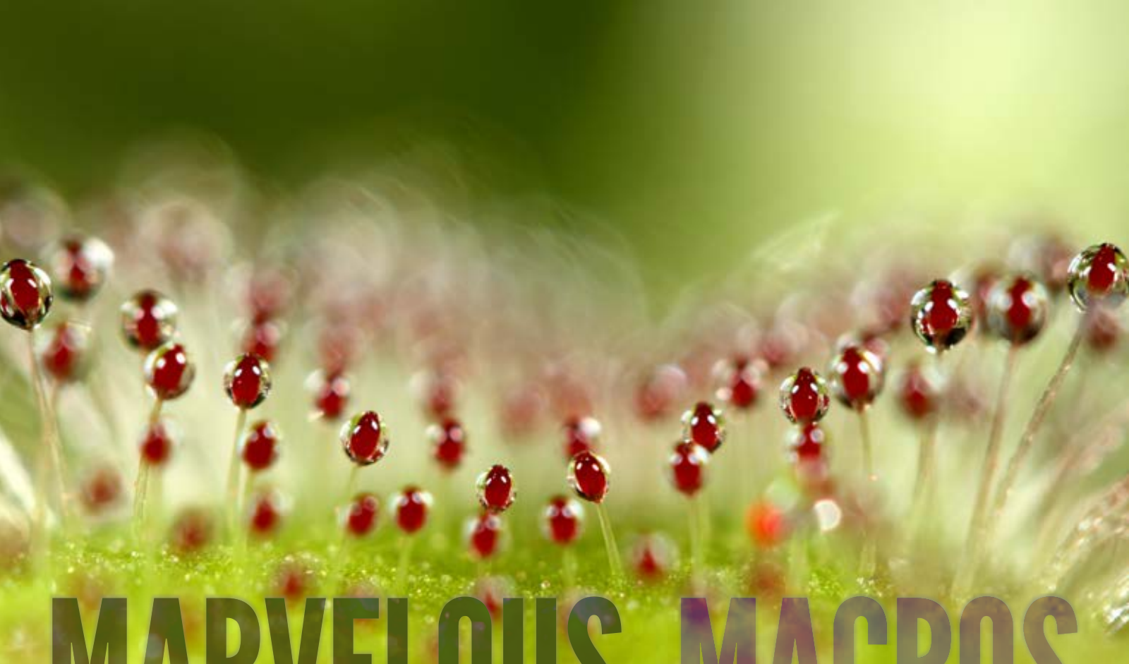 Macro photograph of dewdrops on delicate plant stems