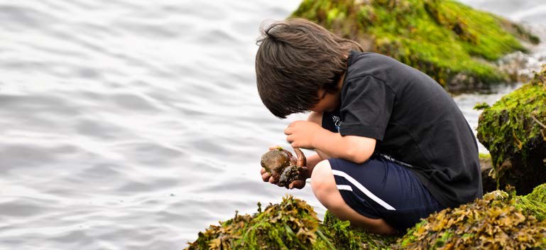A young boy examining a starfish at the water's edge in Nanaimo, BC