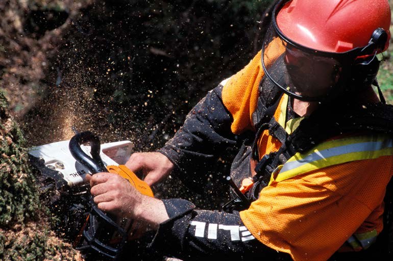 A documentary photograph of a forestry worker operating a chainsaw