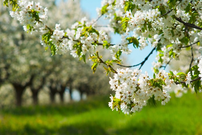 Spring blossoms on a branch with an orchard behind